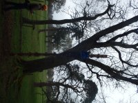 In the Trees photo