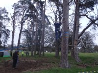 In the Trees photo
