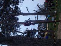 In the Trees photo