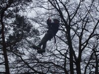 In the Trees photo