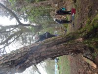 In the Trees photo