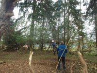 In the Trees photo