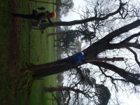 In the Trees photo