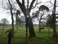 In the Trees photo