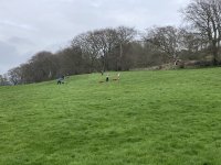 Grass Sledging, Mountain Boards and Land Yachts photo